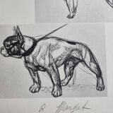 Illustrated plate, Studies of dogs, signed André Margat, 1930, 30 x 40 cm