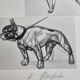 Illustrated plate, Studies of dogs, signed André Margat, 1930, 30 x 40 cm