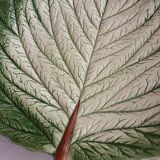 Flat slushie set and strawberry drainer