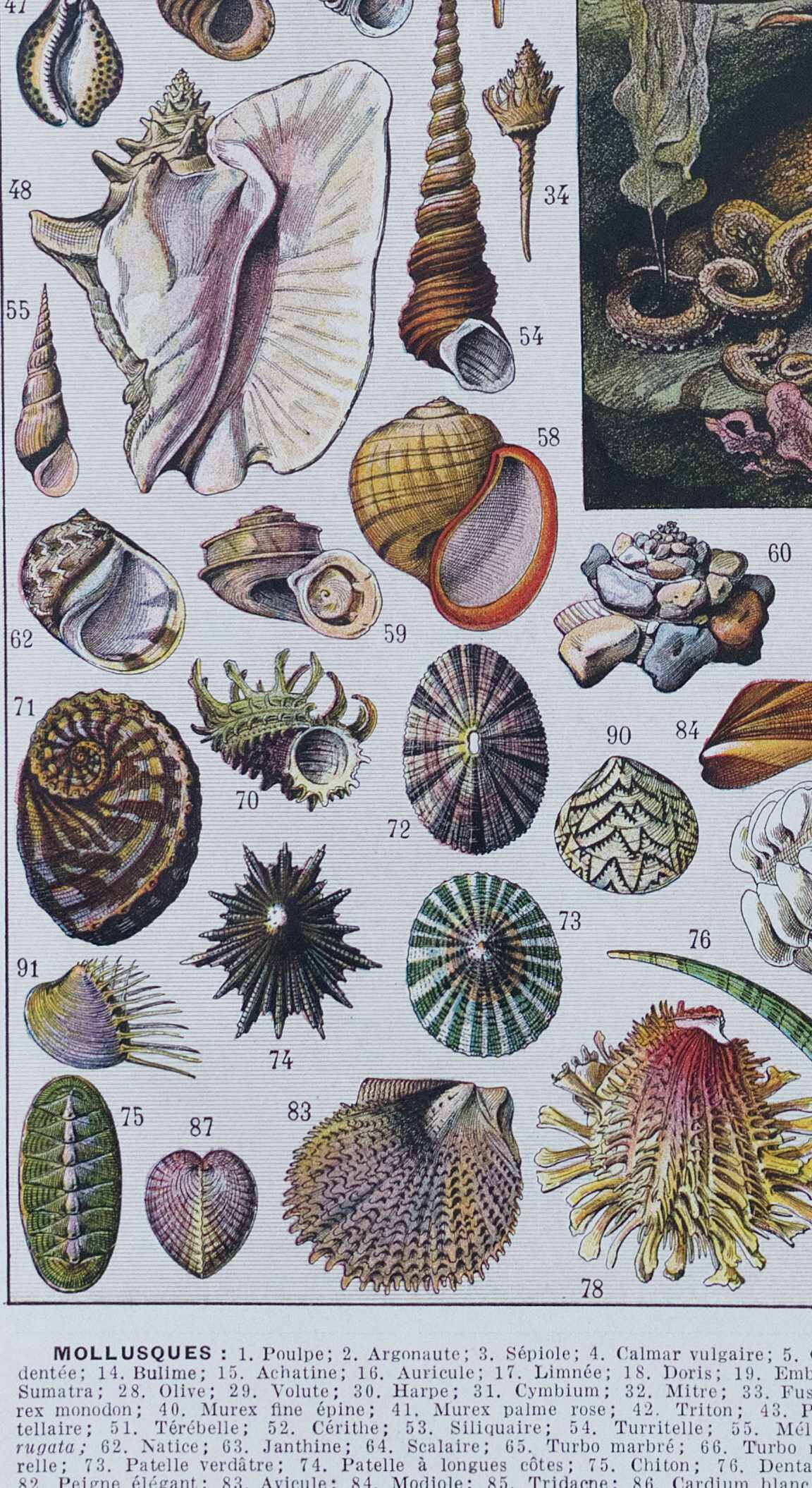 Journey to the Heart of Molluscs, illustrated plate and ancestral techniques