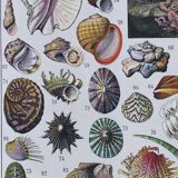 Journey to the Heart of Molluscs, illustrated plate and ancestral techniques