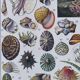 Journey to the Heart of Molluscs, illustrated plate and ancestral techniques