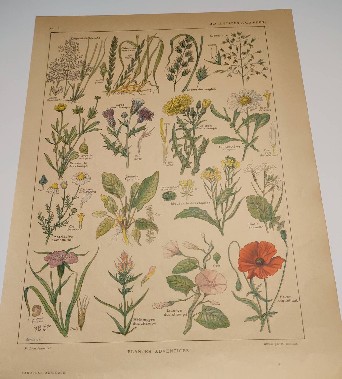 Original engraving from 1922 - "weeds" - Old botanical plate of weeds