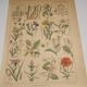 Original engraving from 1922 - "weeds" - Old botanical plate of weeds