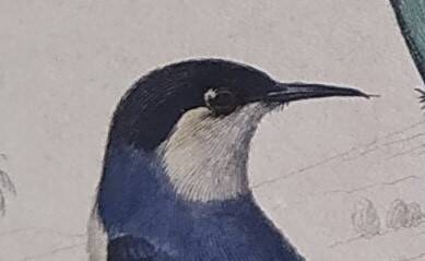 Ornithological Plate Buffon 1838 "Drongo, Iron Gray Fig, Spotted Fig"