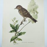Old bird plate from the 1960s - Meadow Pipit - Zoological and ornithological illustration