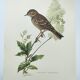 Planche ancienne oiseaux Années 1960 - Pipit Farlouse - Illustration zoologique et ornithologie