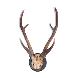 Deer hunting trophy