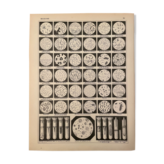 Lithograph engraving on microbes from 1897