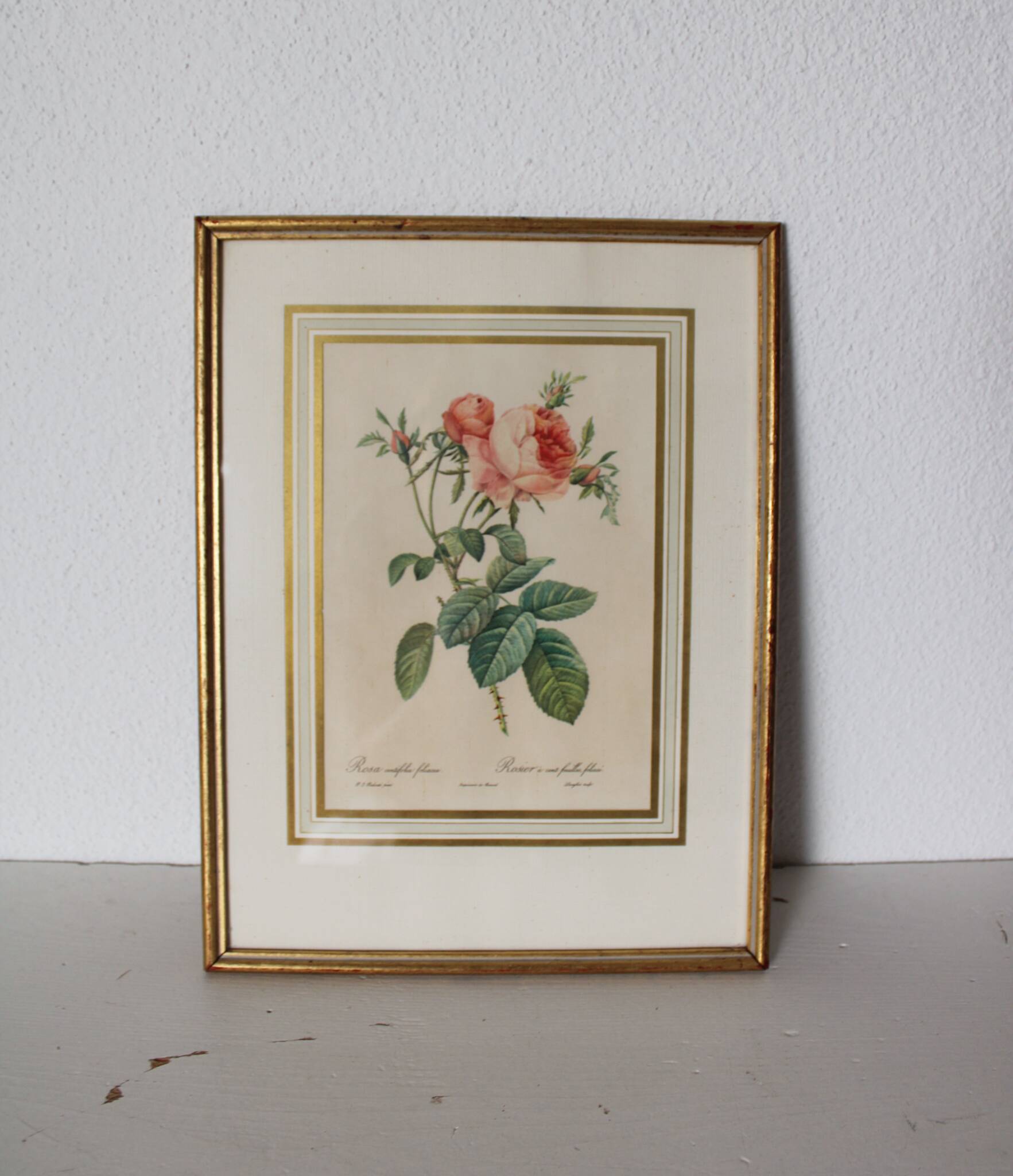 Golden frame botanical illustration