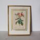 Golden frame botanical illustration