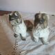 Set of 2 dogs bulldogs tighten biscuit books
