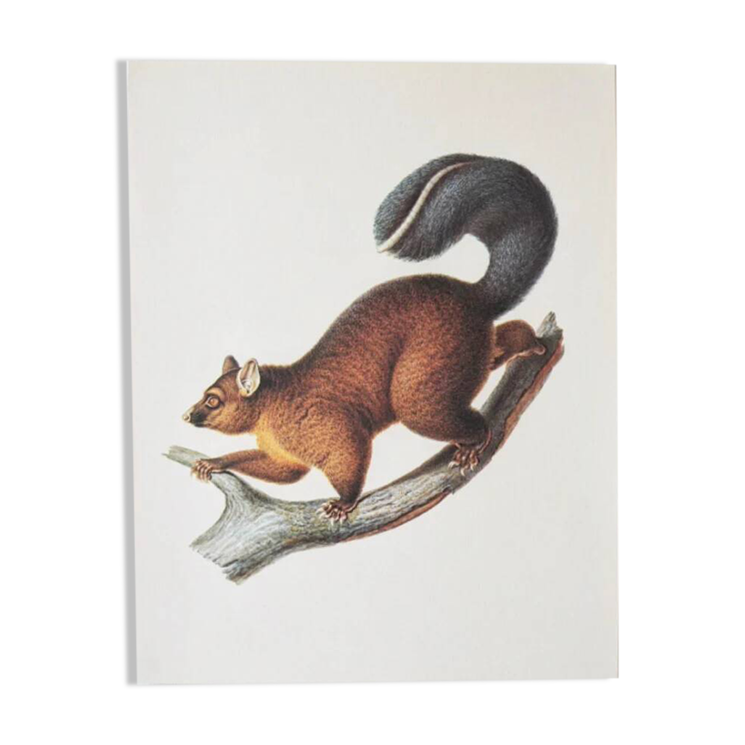 Bestiary plates from the Natural History Museum The possum