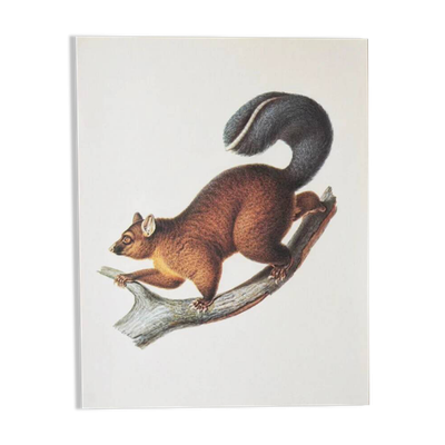 Planches de bestiaire du muséum d'histoire naturelle Le possum