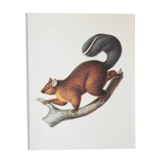 Bestiary plates from the Natural History Museum The possum