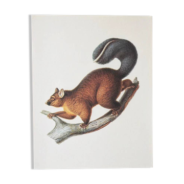 Bestiary plates from the Natural History Museum The possum