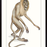 Lithograph engraving animal chimera - the mirilion