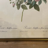 Engraving rose printing of Rémond