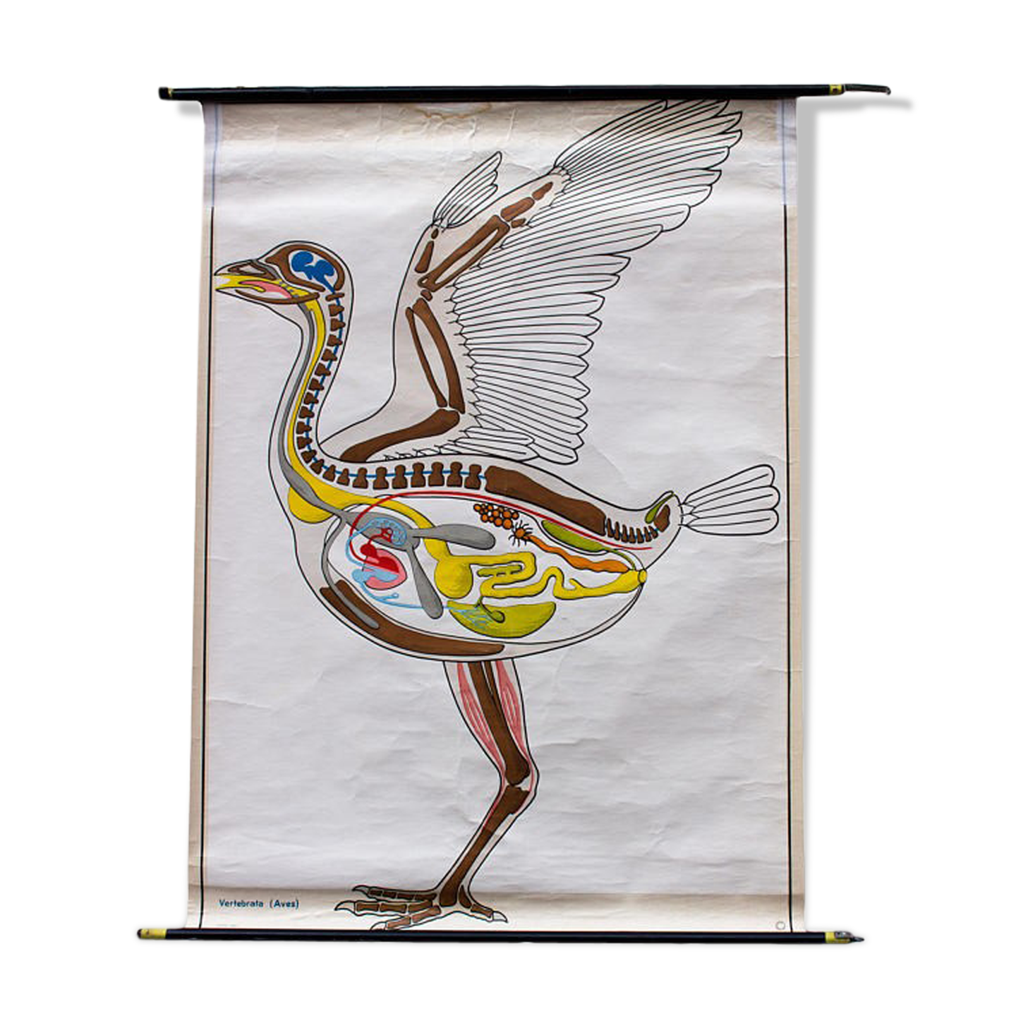 "Bird" plans of construction in the animal Kingdom poster Verlag Berlin 1967 Gamke Gerhard