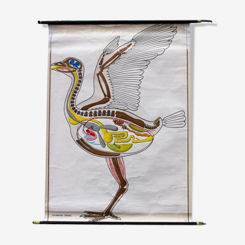 Affiche "oiseaux" plans de construction dans le règne animal Verlag Gerhard Gamke Berlin 1967