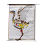 Affiche "oiseaux" plans de construction dans le règne animal Verlag Gerhard Gamke Berlin 1967