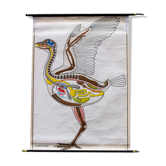 Affiche "oiseaux" plans de construction dans le règne animal Verlag Gerhard Gamke Berlin 1967