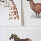 Beast illustrations from the natural history museum.