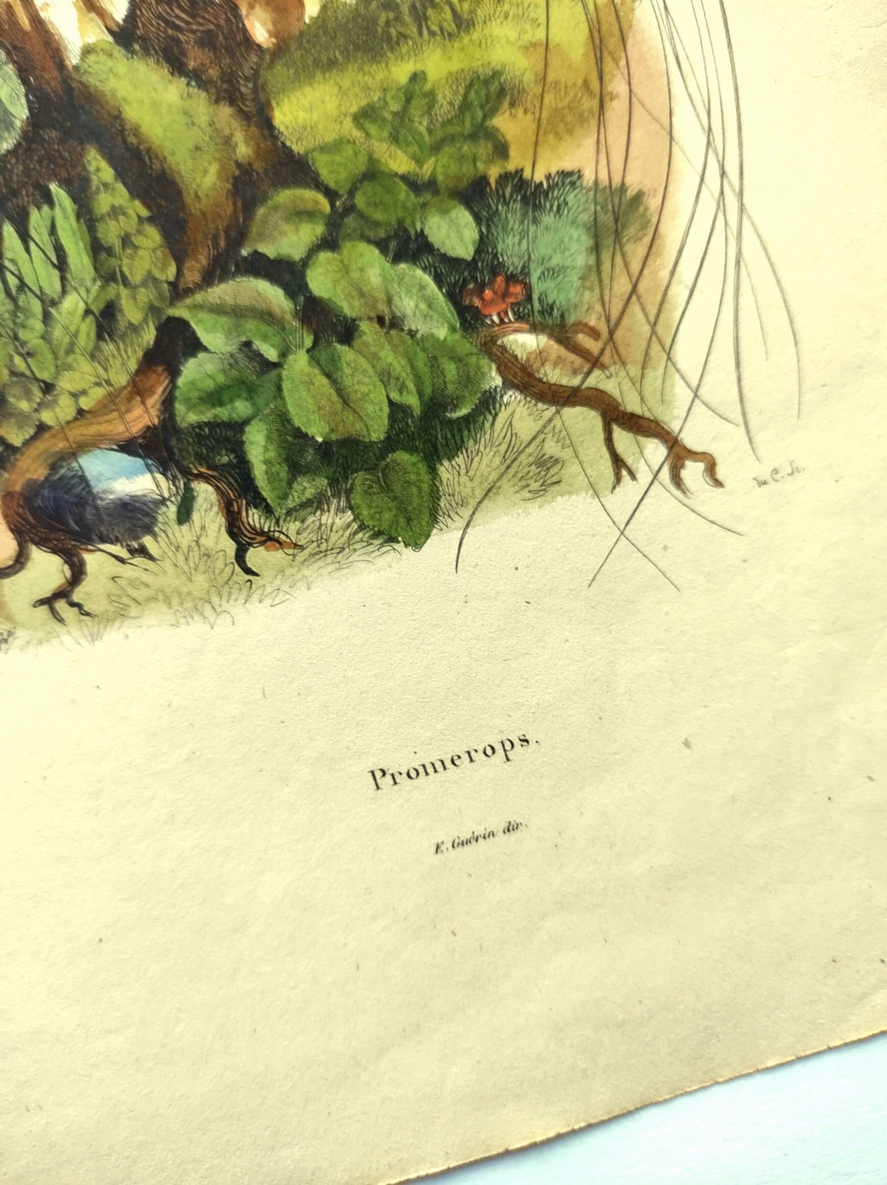 Antique engraving from 1839 -Promerops bird- hand-colored, by DuCasse