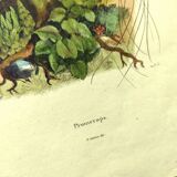 Antique engraving from 1839 -Promerops bird- hand-colored, by DuCasse