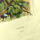Gravure ancienne de 1839 -Oiseau Promerops- coloriée à la main, de DuCasse