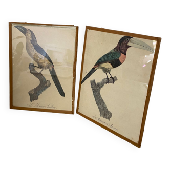 Bird lithographs after J.Barraband