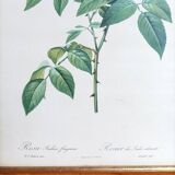 Redouté's pink botanical plate
