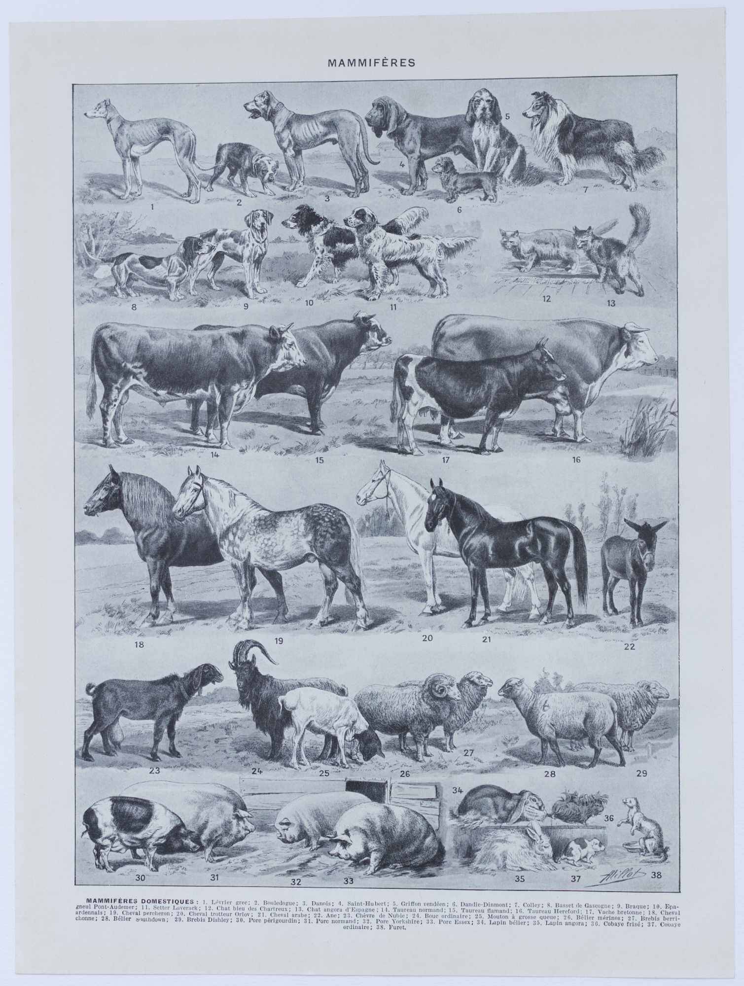 Original plate from 1930: wild and domestic mammals