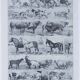 Original plate from 1930: wild and domestic mammals