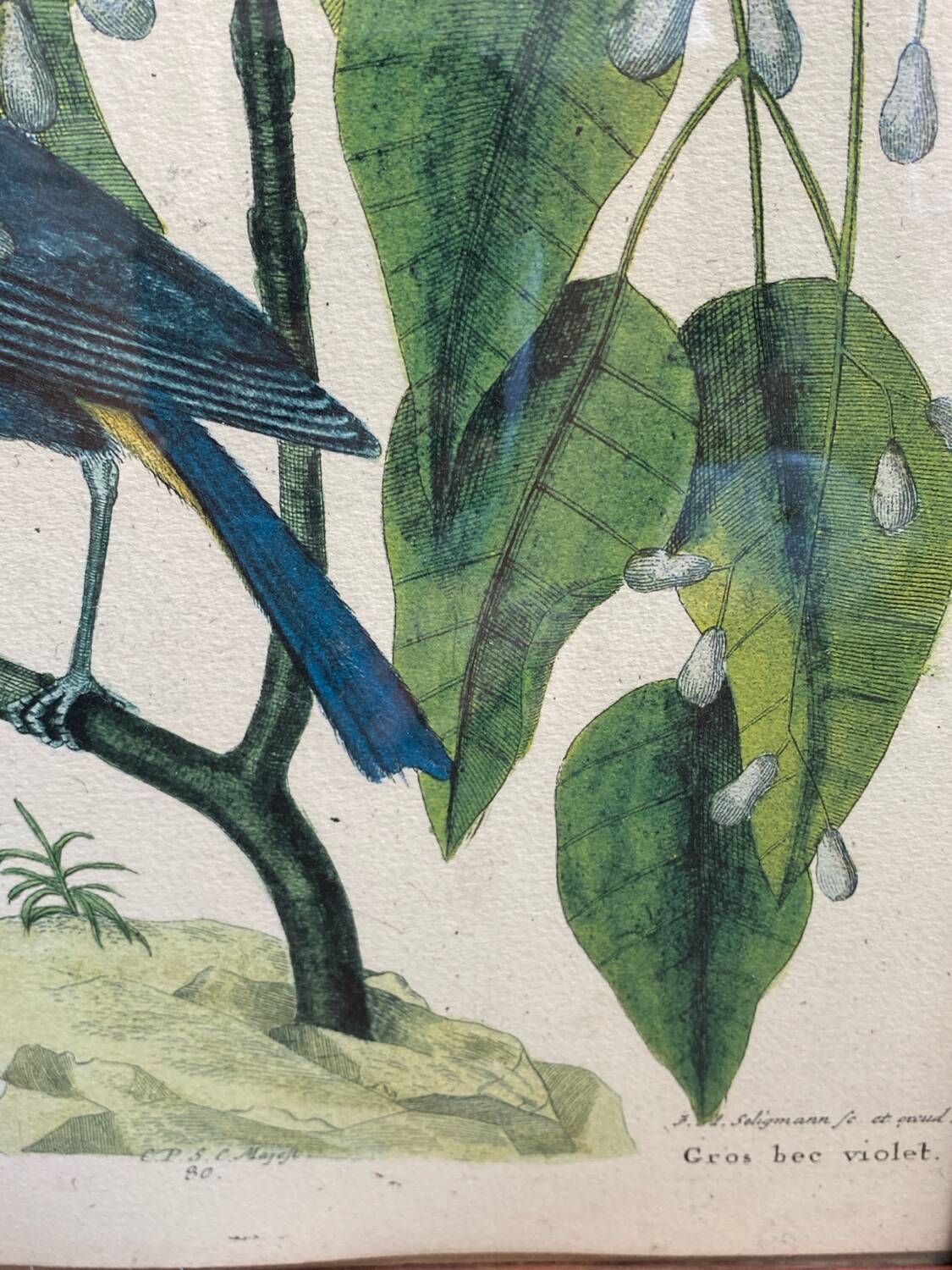 Ornithological posters