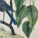 Ornithological posters