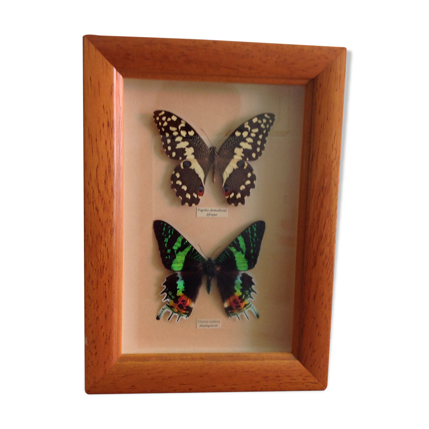 Butterfly frame