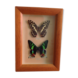 Butterfly frame