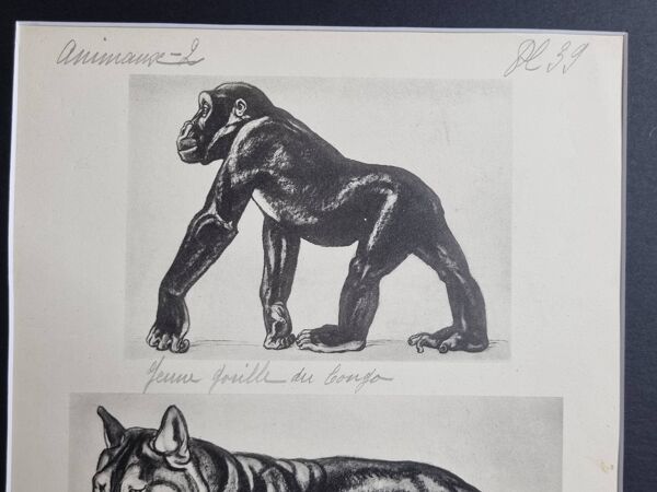 Planche illustrée, Études de Gorille et de Loup, Signée A. Margat, 1930