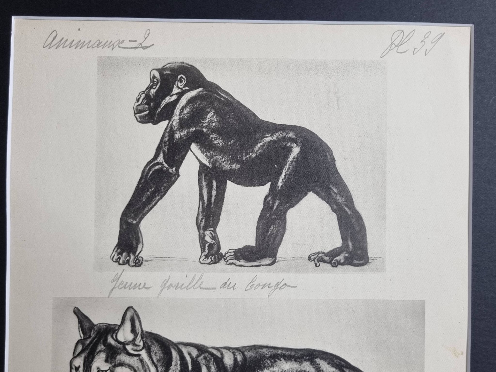 Illustrated plate, Studies of Gorilla and Wolf, Signed A. Margat, 1930
