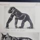 Illustrated plate, Studies of Gorilla and Wolf, Signed A. Margat, 1930