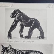 Illustrated plate, Studies of Gorilla and Wolf, Signed A. Margat, 1930