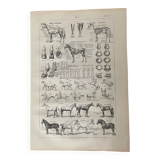 Lithograph on the horse - 1900