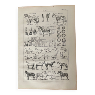 Lithograph on the horse - 1900