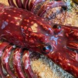 Portuguese Pottery Palissy Ware Plate