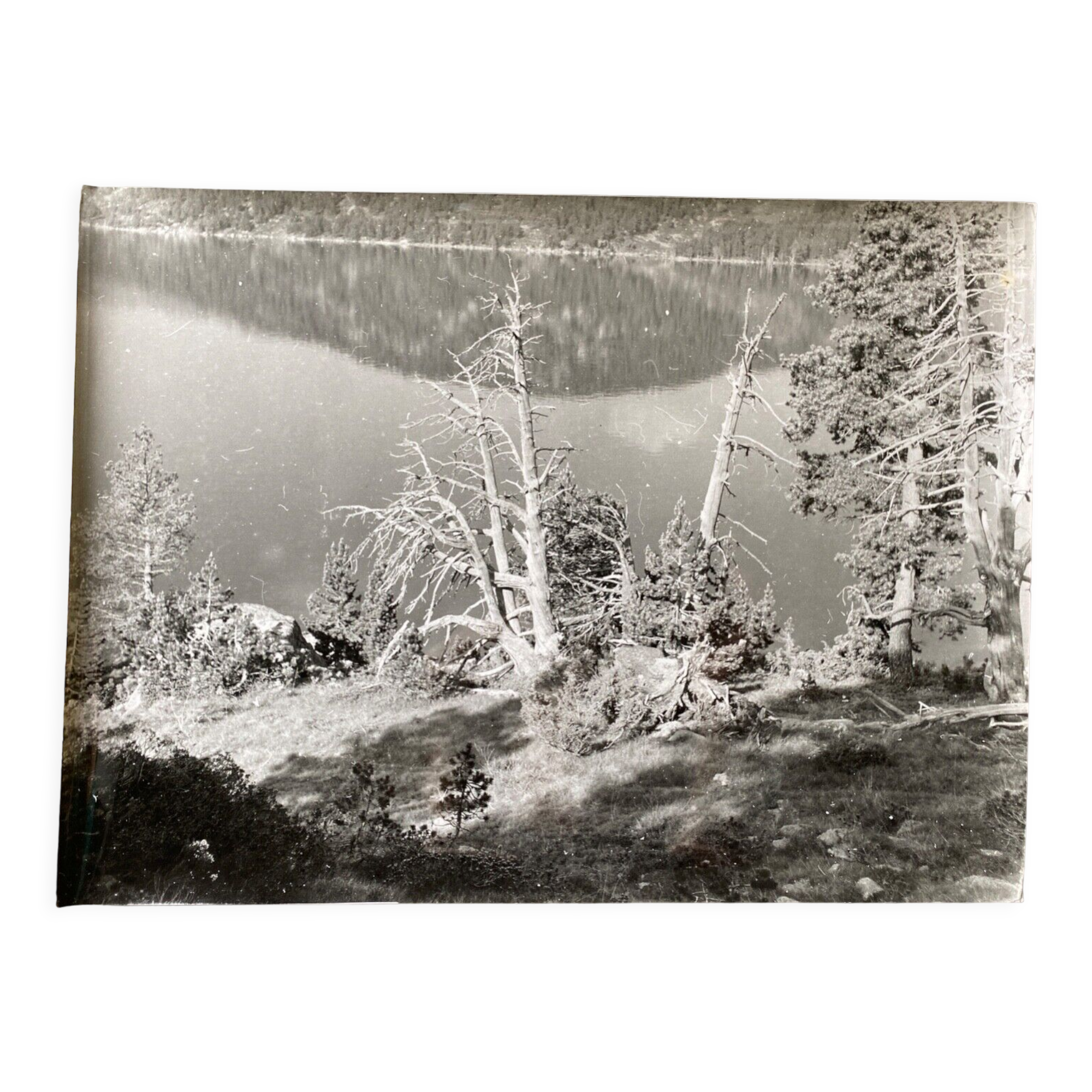 Photo silver dead tree in front of lake n°4 bernard darot xxth
