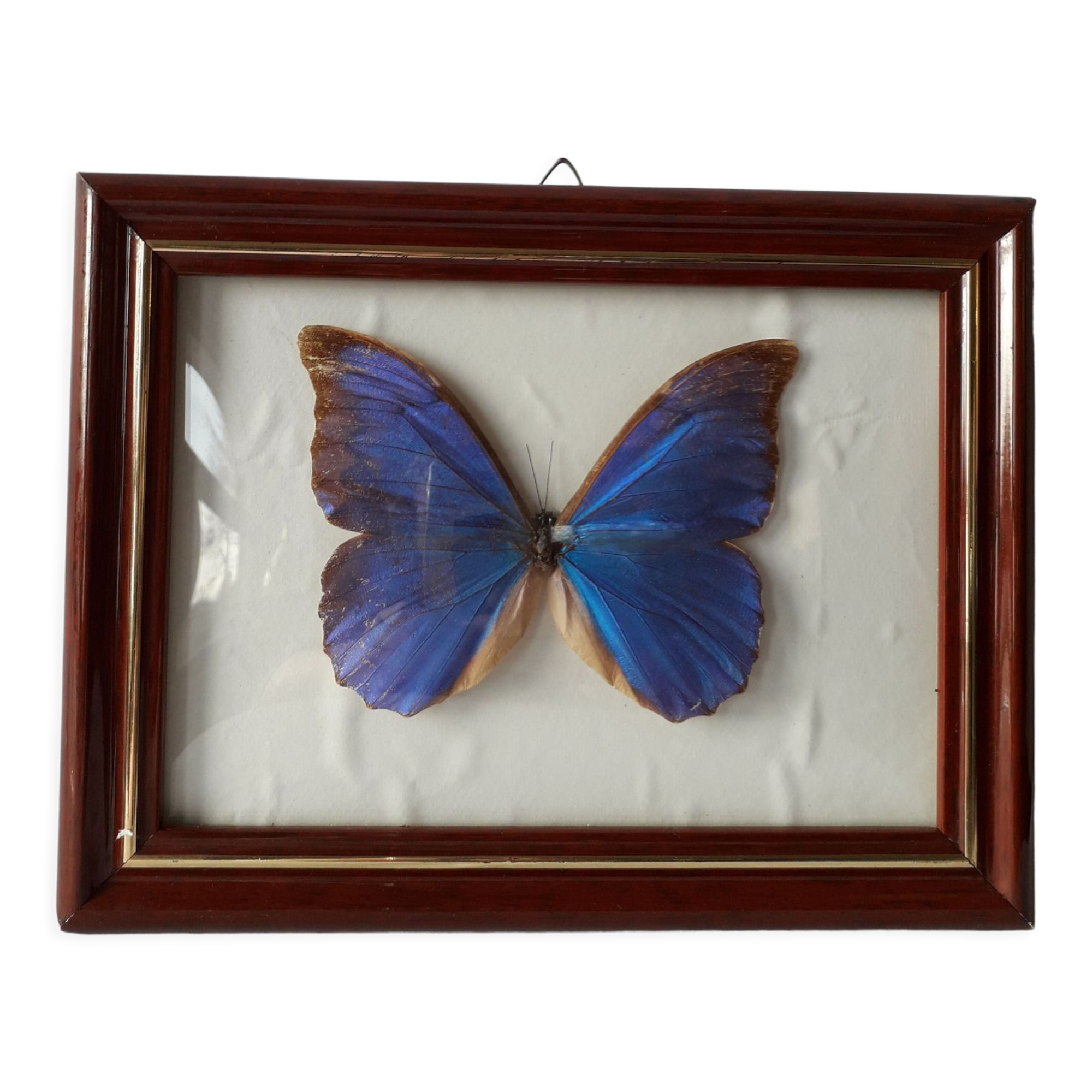 Naturalized vintage butterfly frame
