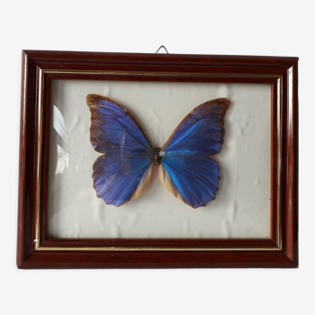 Cadre papillon vintage naturalisé