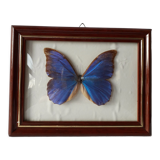 Naturalized vintage butterfly frame