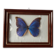 Naturalized vintage butterfly frame